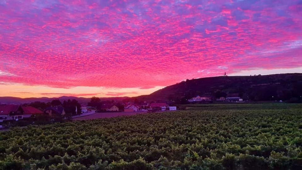AUsblick rosa.jpeg