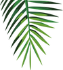 Feuille tropicale