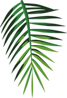 Tropical Leaf