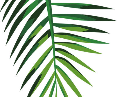Green Palm Leaf