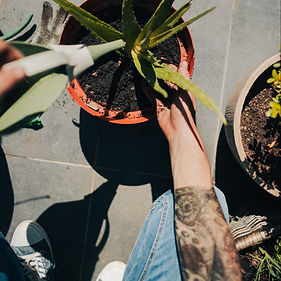 Watering Aloe Vera Plant
