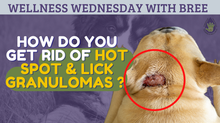 Let's talk about Hot Spot & Lick Granulomas.