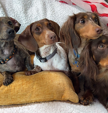 Our little Dachshund Family