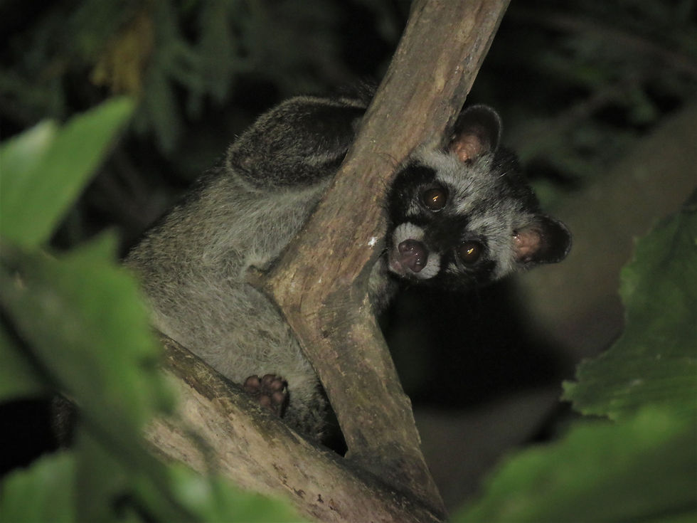 Sumatran Palm Civet (Paradoxurus musangus) (Photo by Fung Tze Kwan)