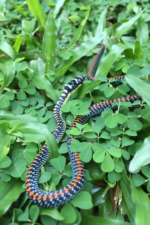 Paradise tree snake