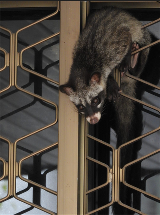 Common palm civet