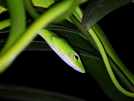 Oriental whip snake