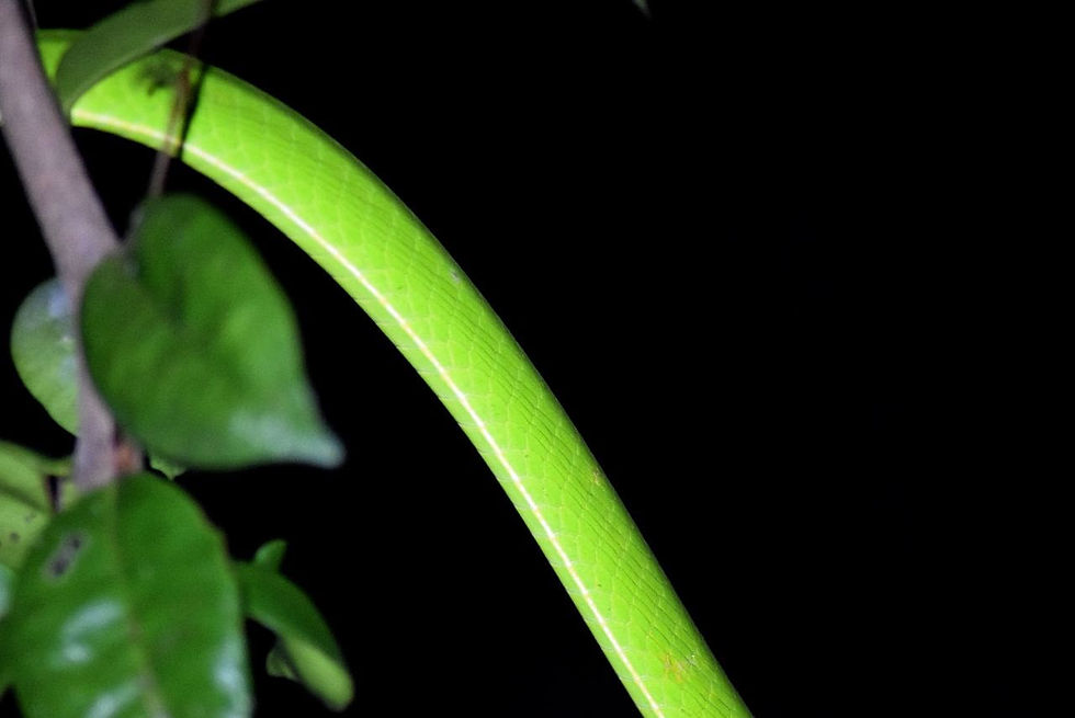 Bright green body of an adult oriental whip snake