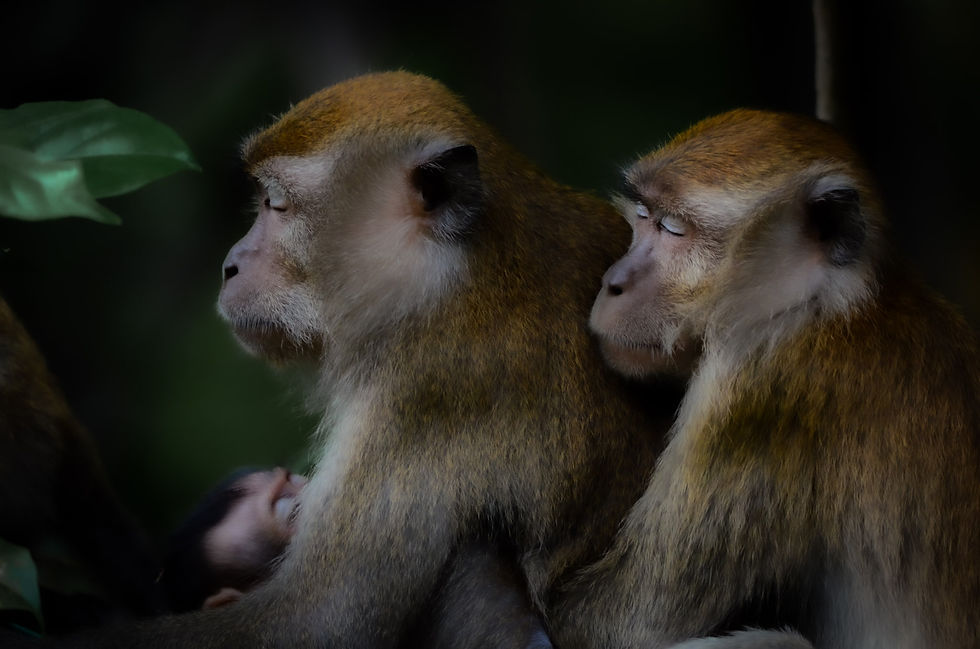 Two adult macaques and an infant macaque resting.