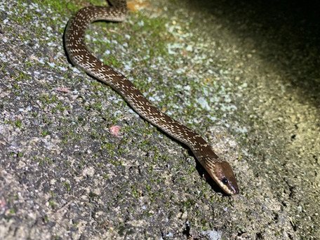 Common wolf snake