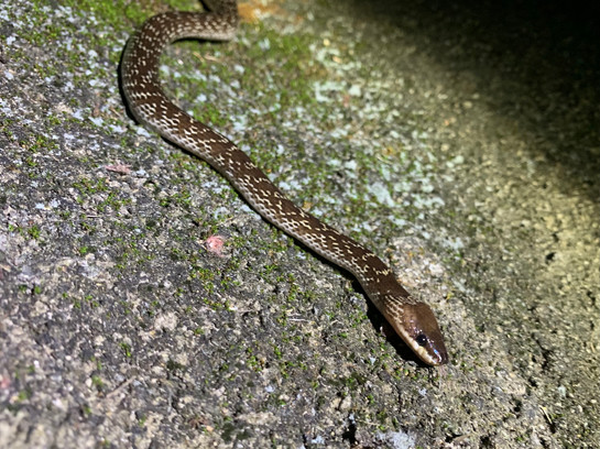 Common wolf snake
