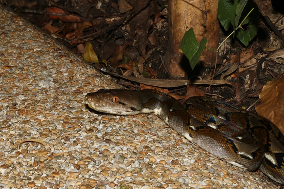 Reticulated python