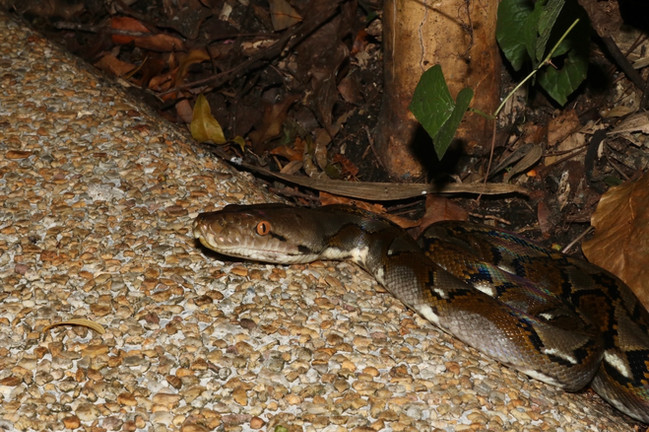 Reticulated python