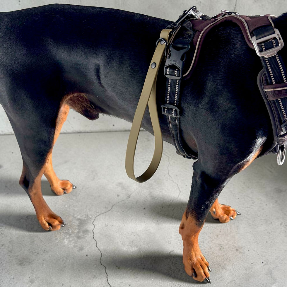 Biothane-Kurzfuehrer für Hunde in Beige, Hund im Bild