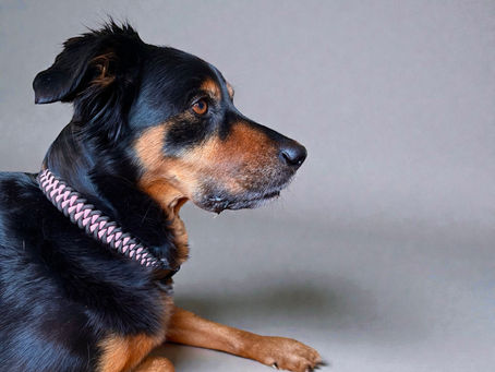 Ein Hund mit einem Paracord-Halsband in den Farben Schwarz und Rosa. Handgemacht in der Schweiz