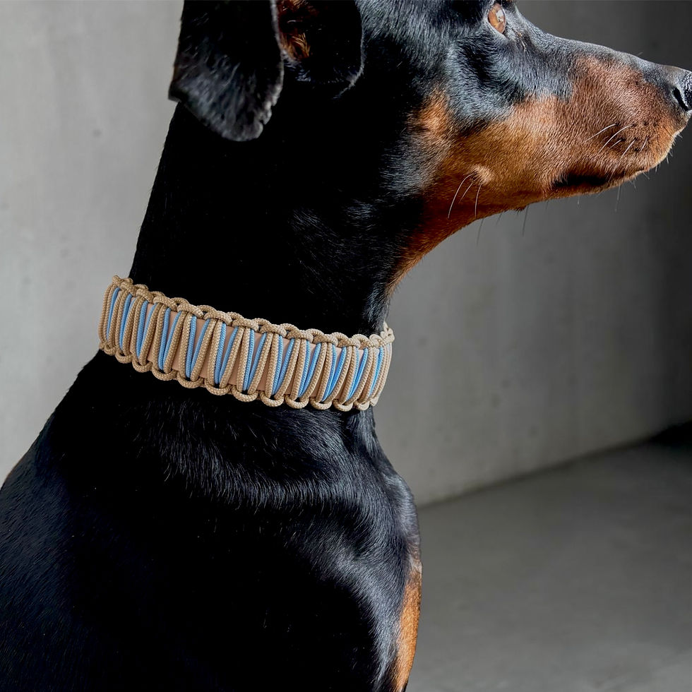 Miniaturbild: Biothane Hundehasband mit Paracord in Beige und Hellblau