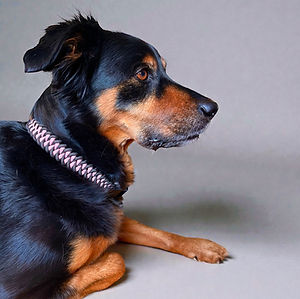 Hundehalsband-shark-jaw-rosa-schwarz_edi