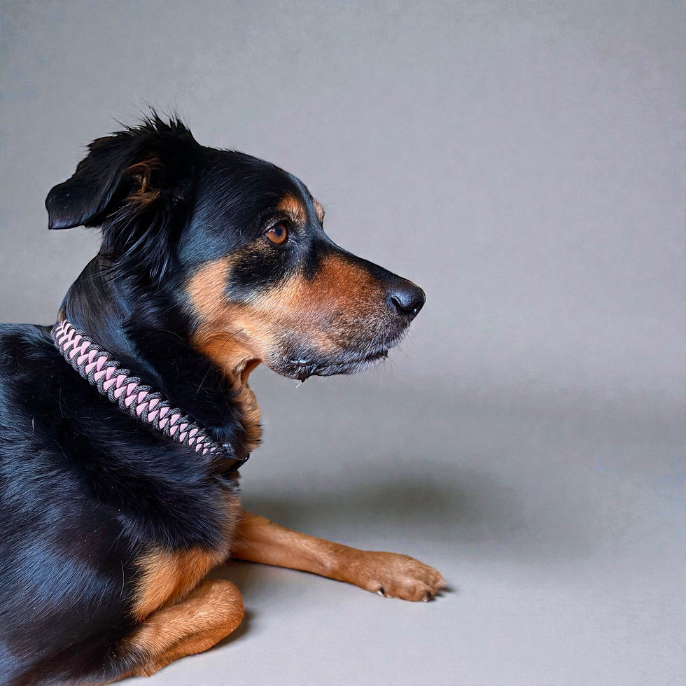 Miniaturbild: Hund trägt Paracord-Halsband in Schwarz-rosa