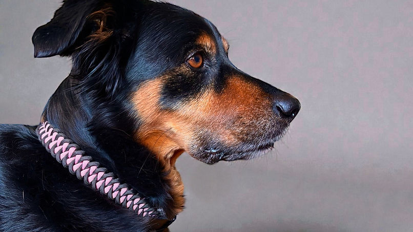 Ein Hund mit einem Paracord-Halsband