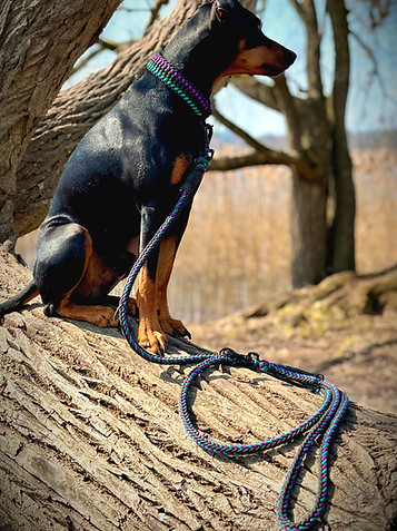 Ein Hund trägt ein Set aus Paracord-Hundeleine und Halsband