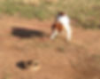 Arizona Rattlesnake Tips for Dogs | Ahwatukee Pet Sitter & Dog Walker | 4Paw Sitting