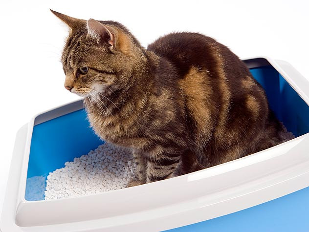 Lost Cat Tips | 4Paw Sitting | Ahwatukee Pet Sitter & Dog Walker