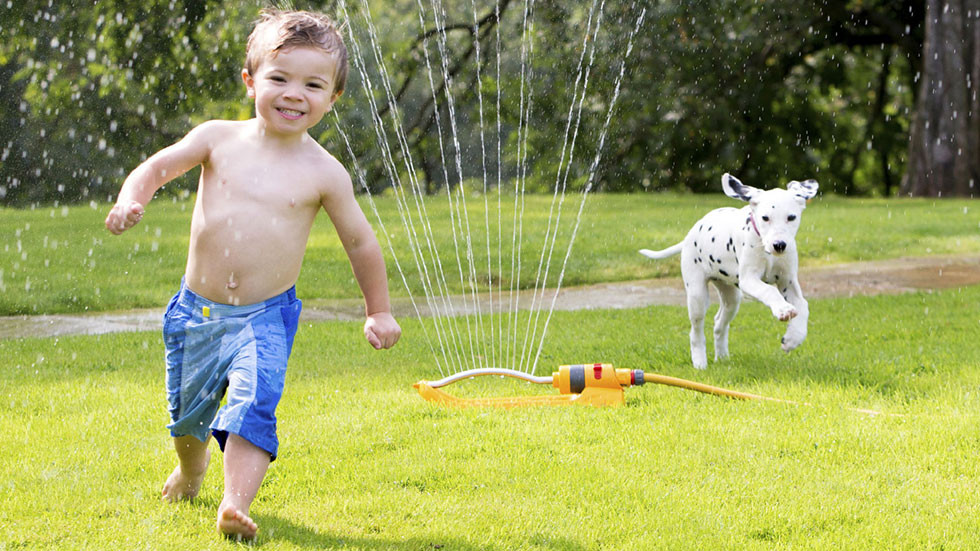 Summer Pet Care Tips | 4 Paw Sitting | Ahwatukee Pet Sitter & Dog Walker