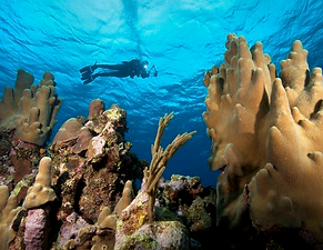 coral gardens.png