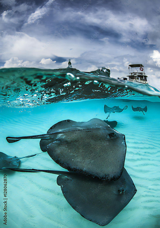 stingray city homepage_100030.jpg
