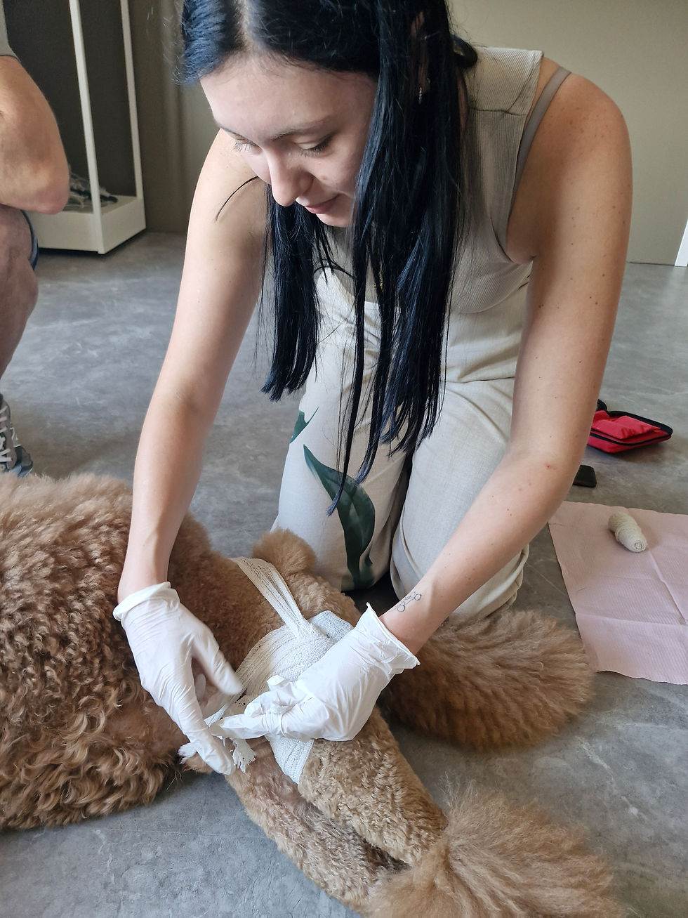 Formation aux Premiers Secours pour Chien et Chat (2 jours) à VALENCE