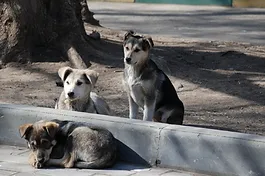 Animal Errant Ou Animal En Divagation En France