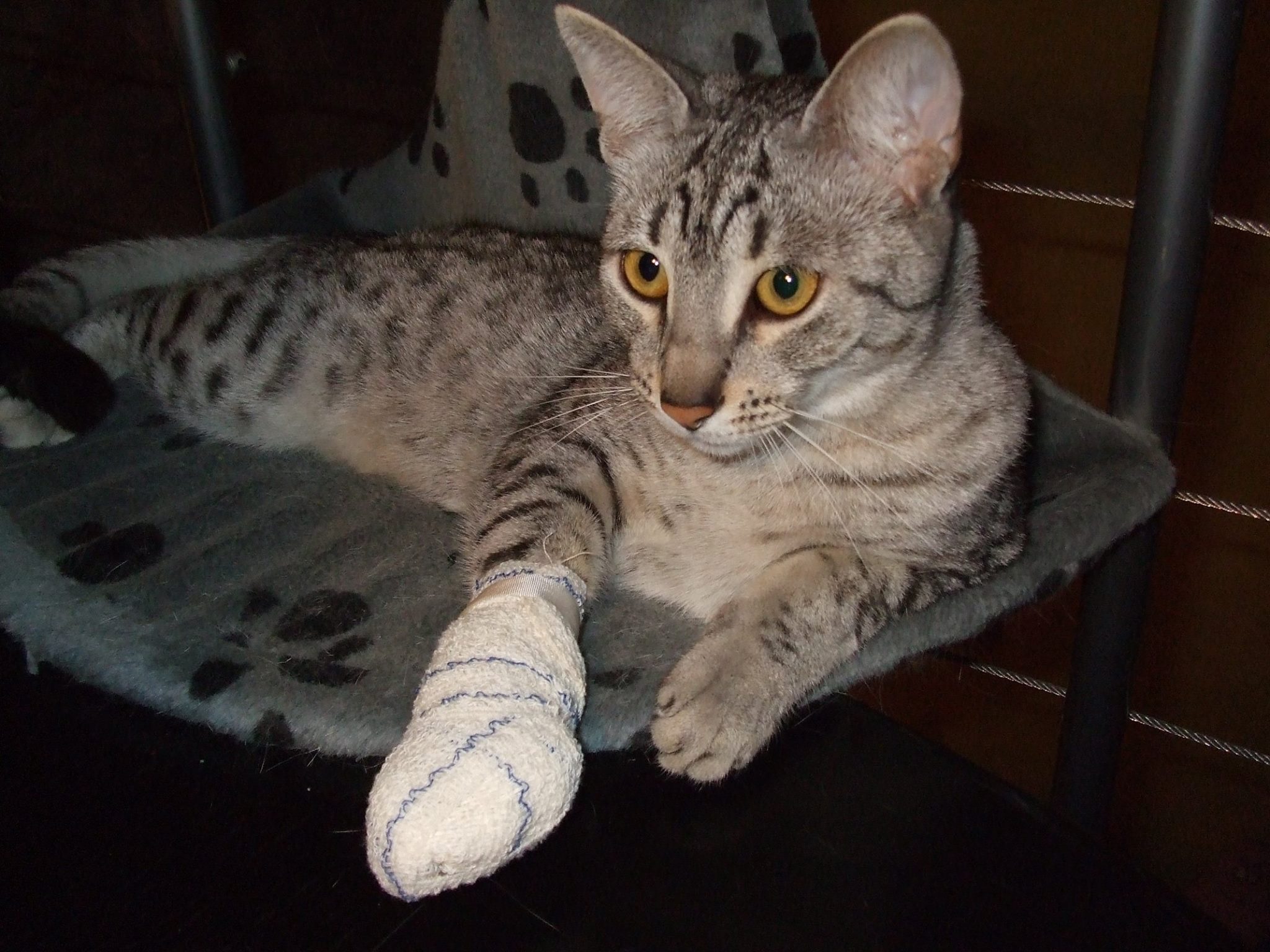 chat_bandage2