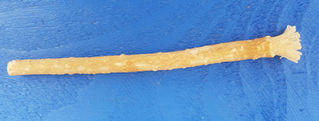 Le Siwak, la racine oubliée…