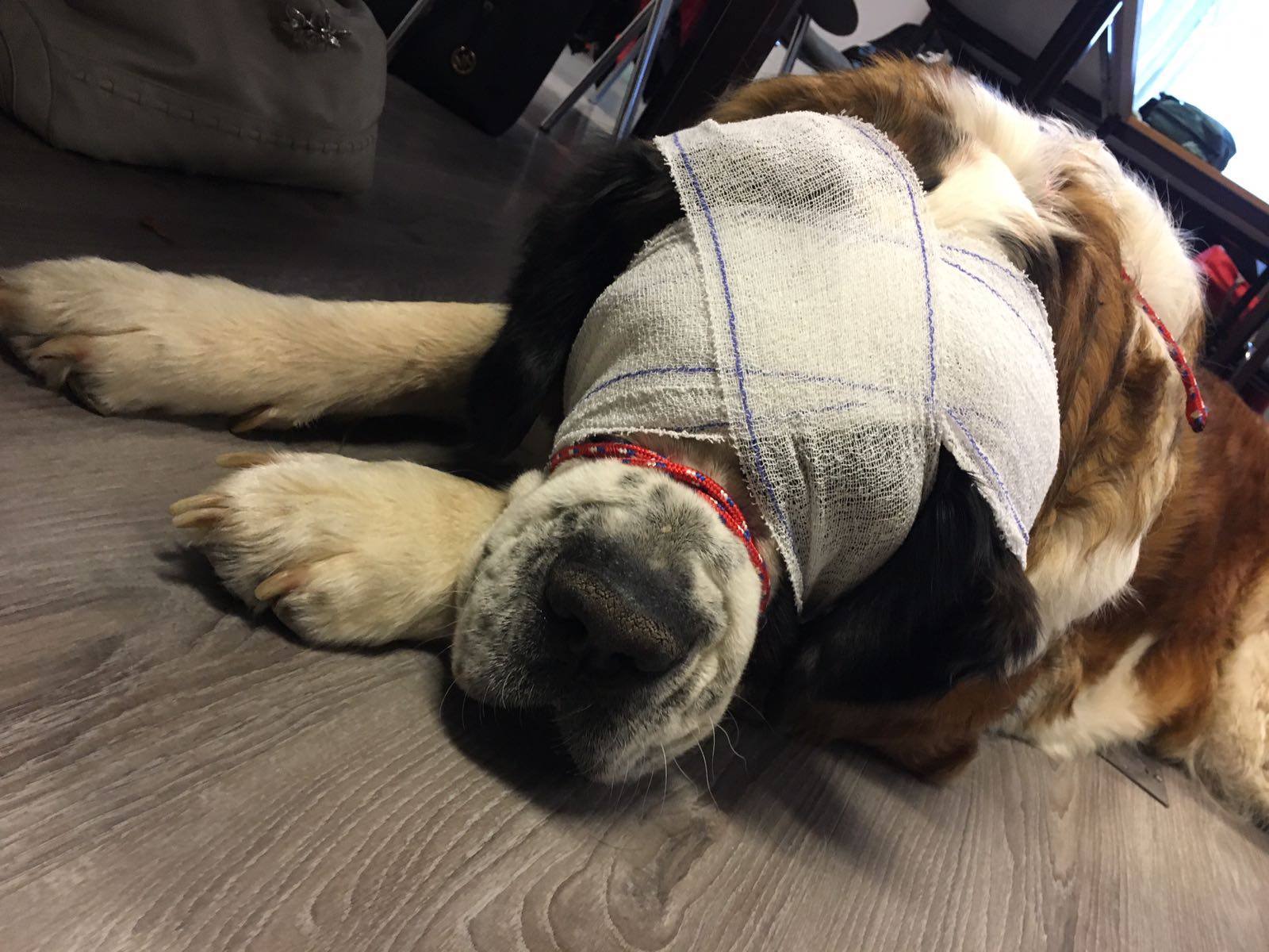 chien_bandage