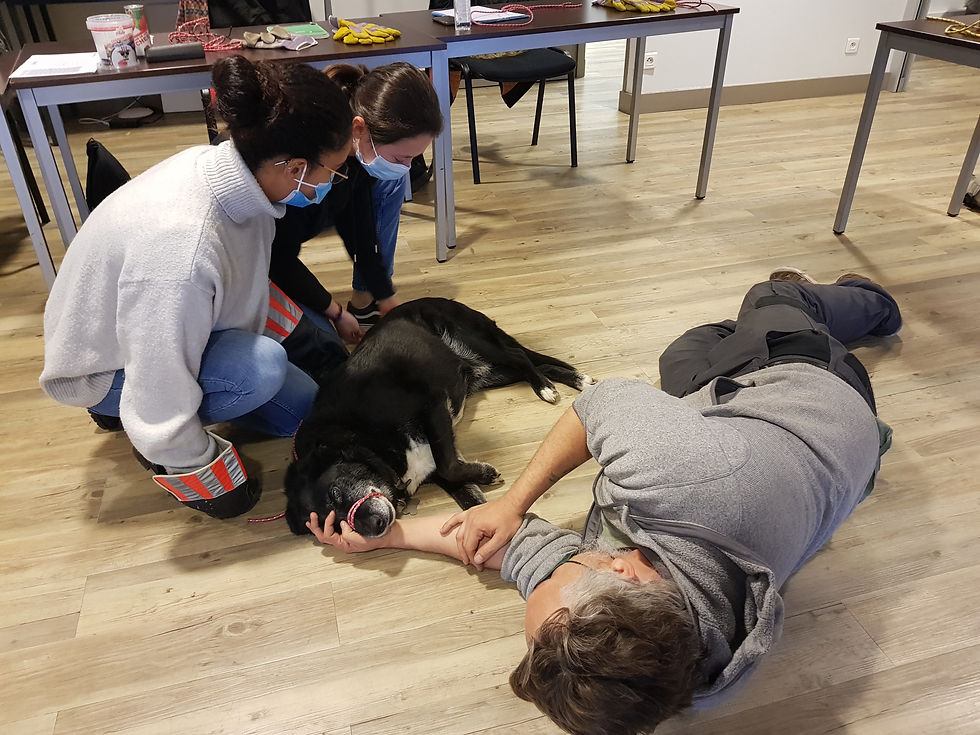 Formation aux Premiers Secours pour Chien et Chat (2 jours)