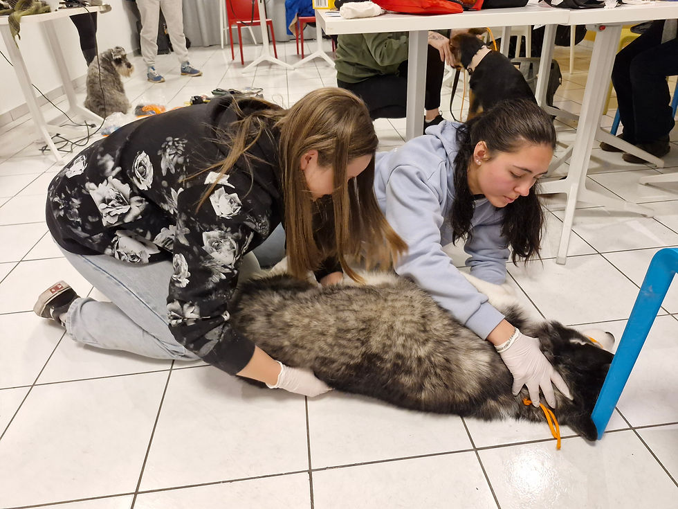 Formation aux Premiers Secours pour Chien et Chat (2 jours) à CAEN