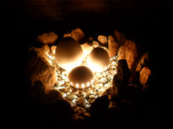 jardim da frente da porta da sala