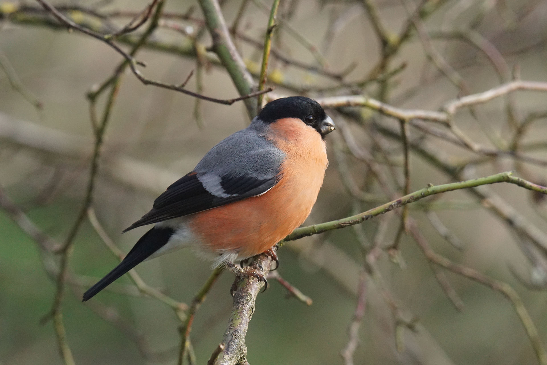 Bullfinch (Male)
