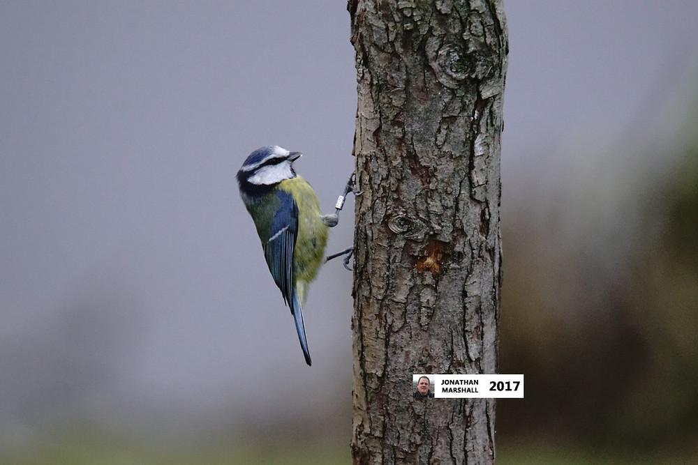 Blue Tit