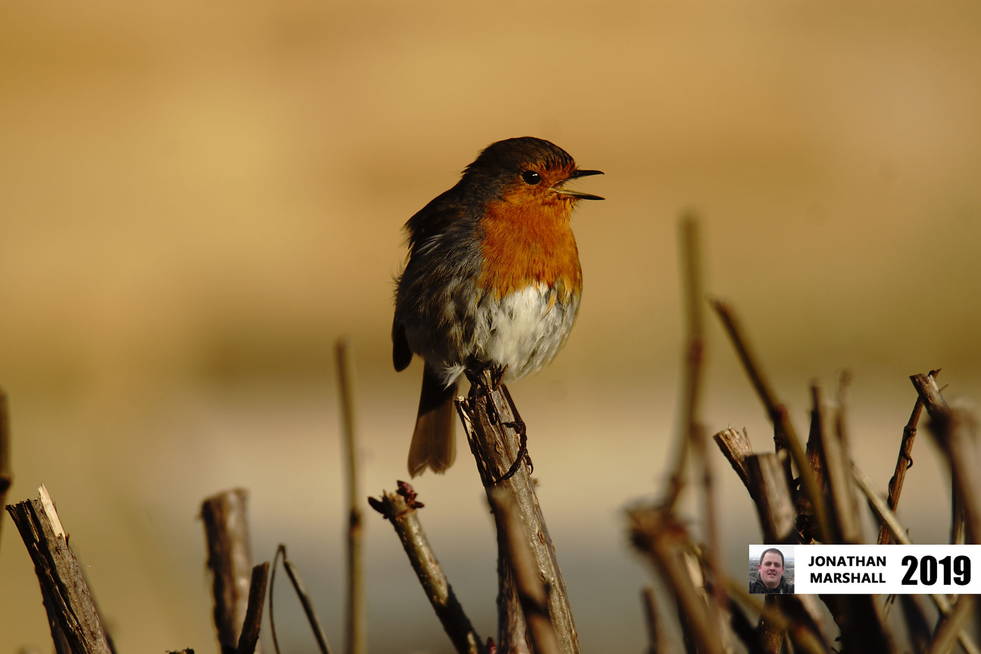 Robin