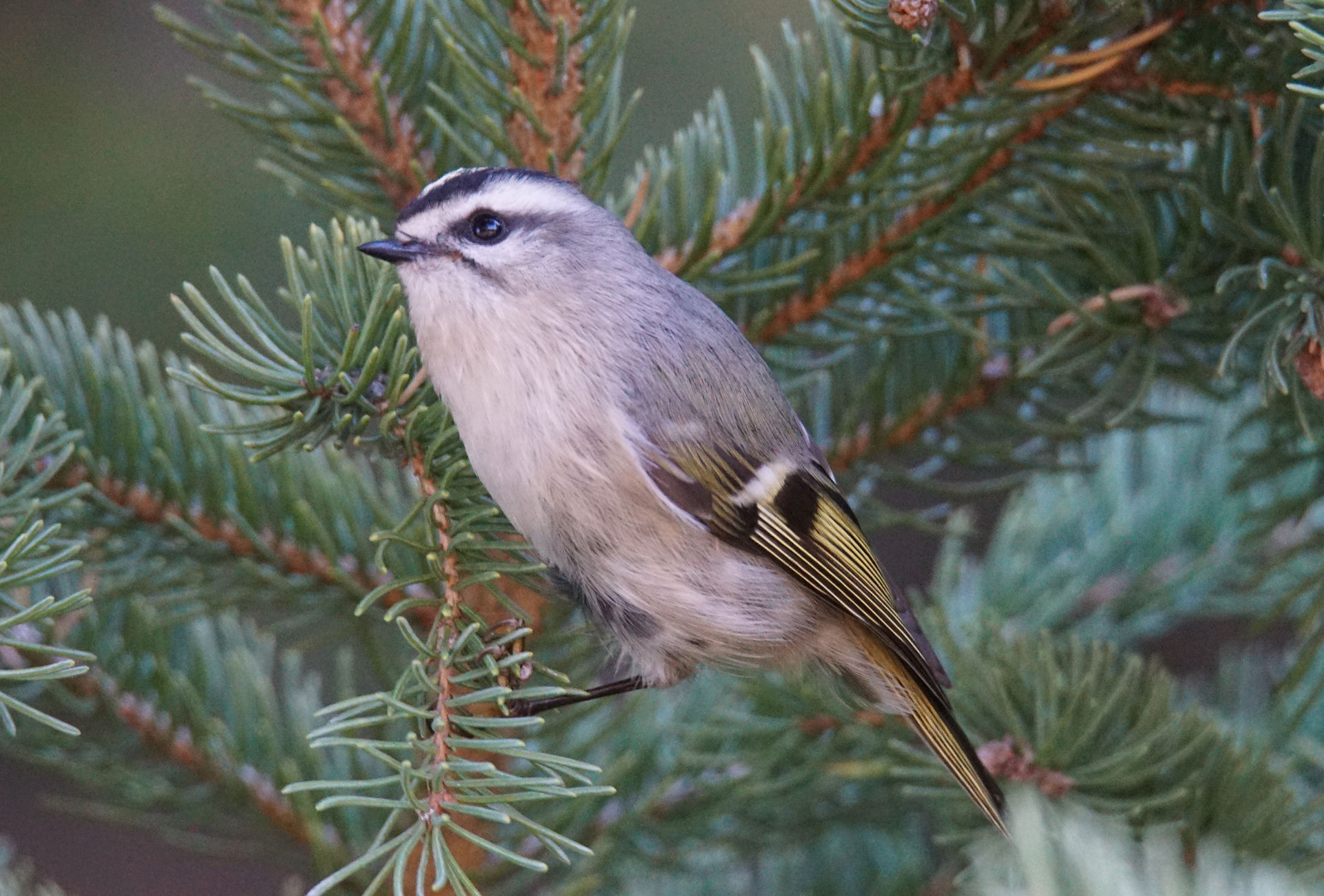 Golden Crowned Kinglet