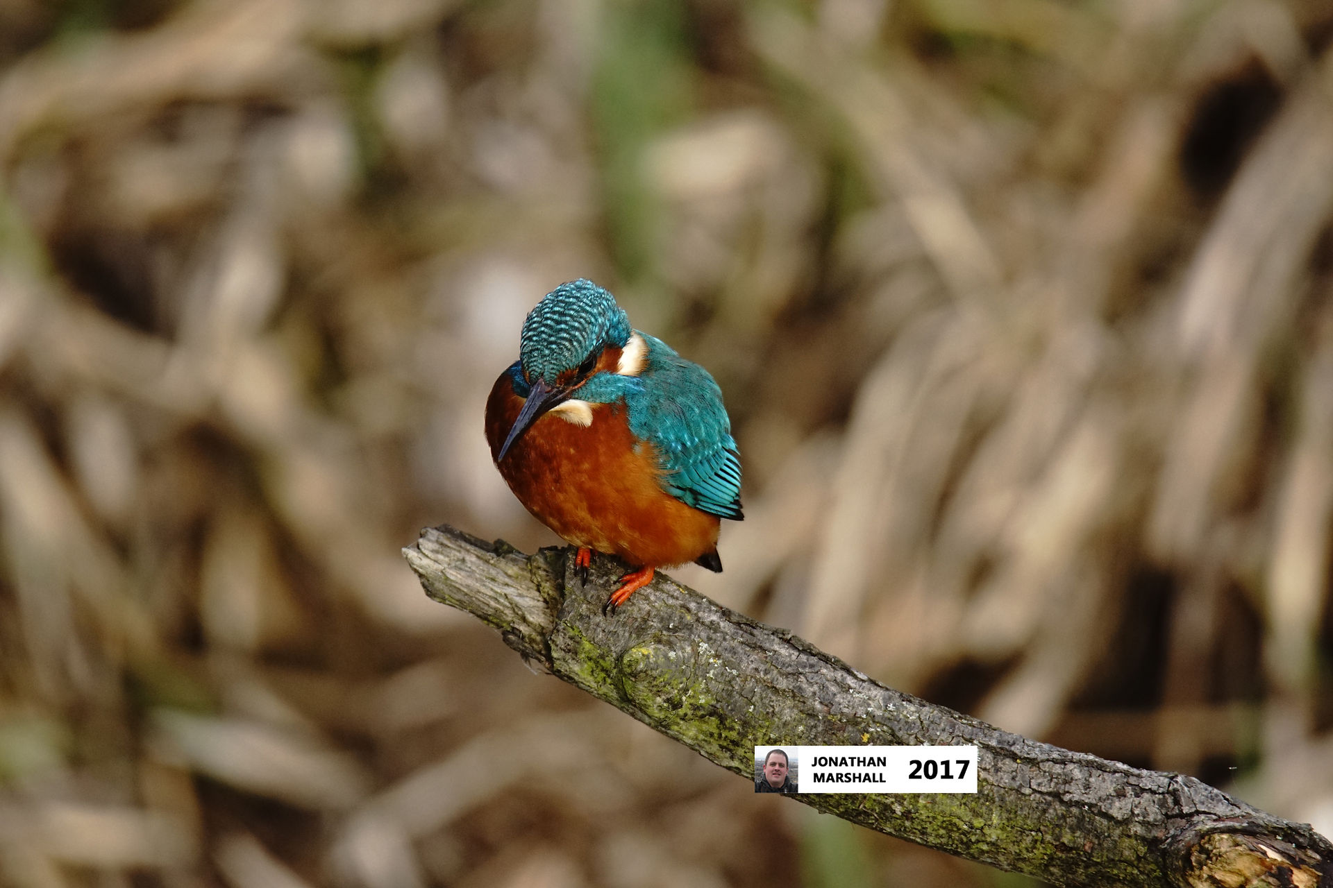 Kingfisher (male)