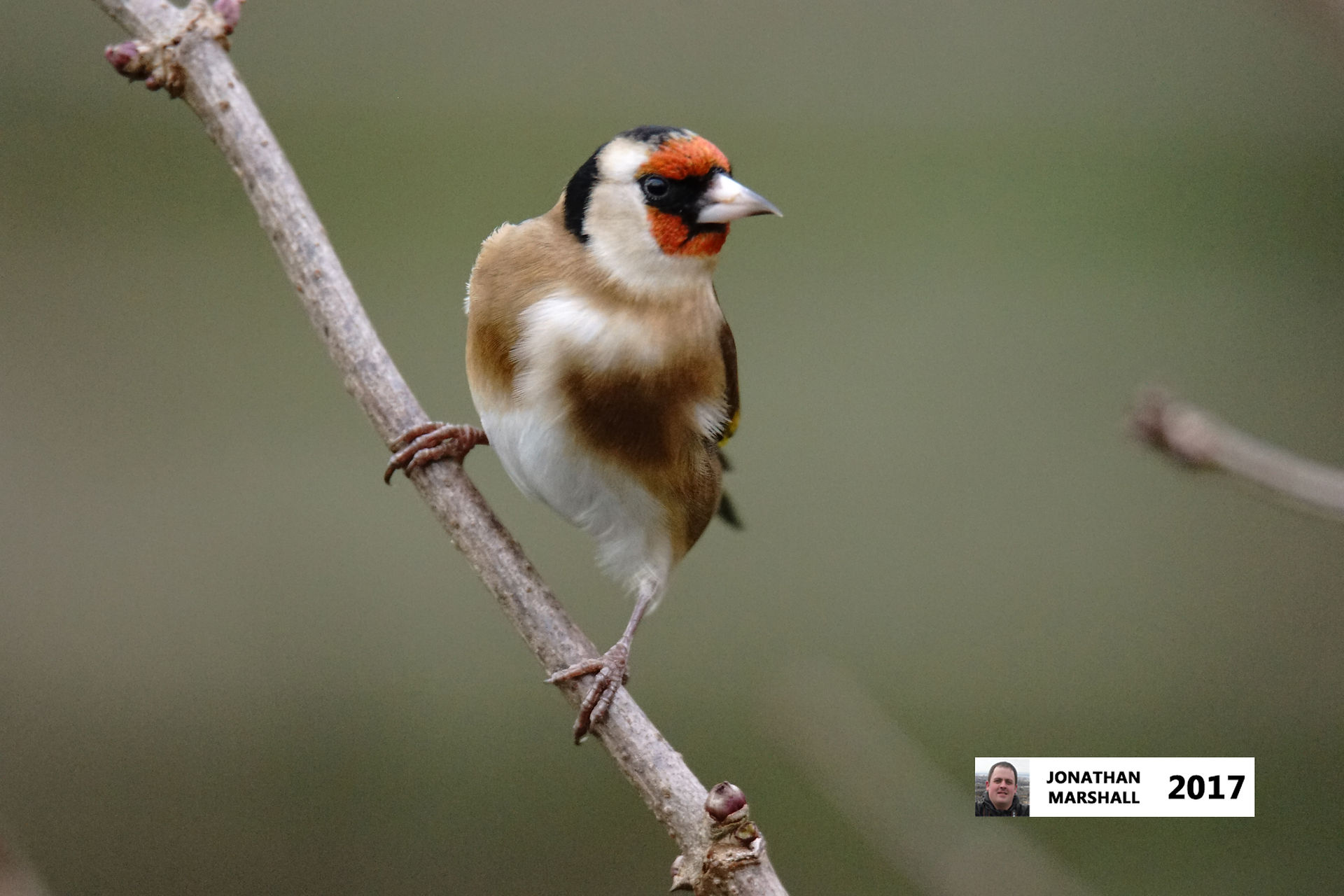Goldfinch