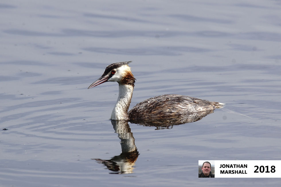 Great Crested Grebe