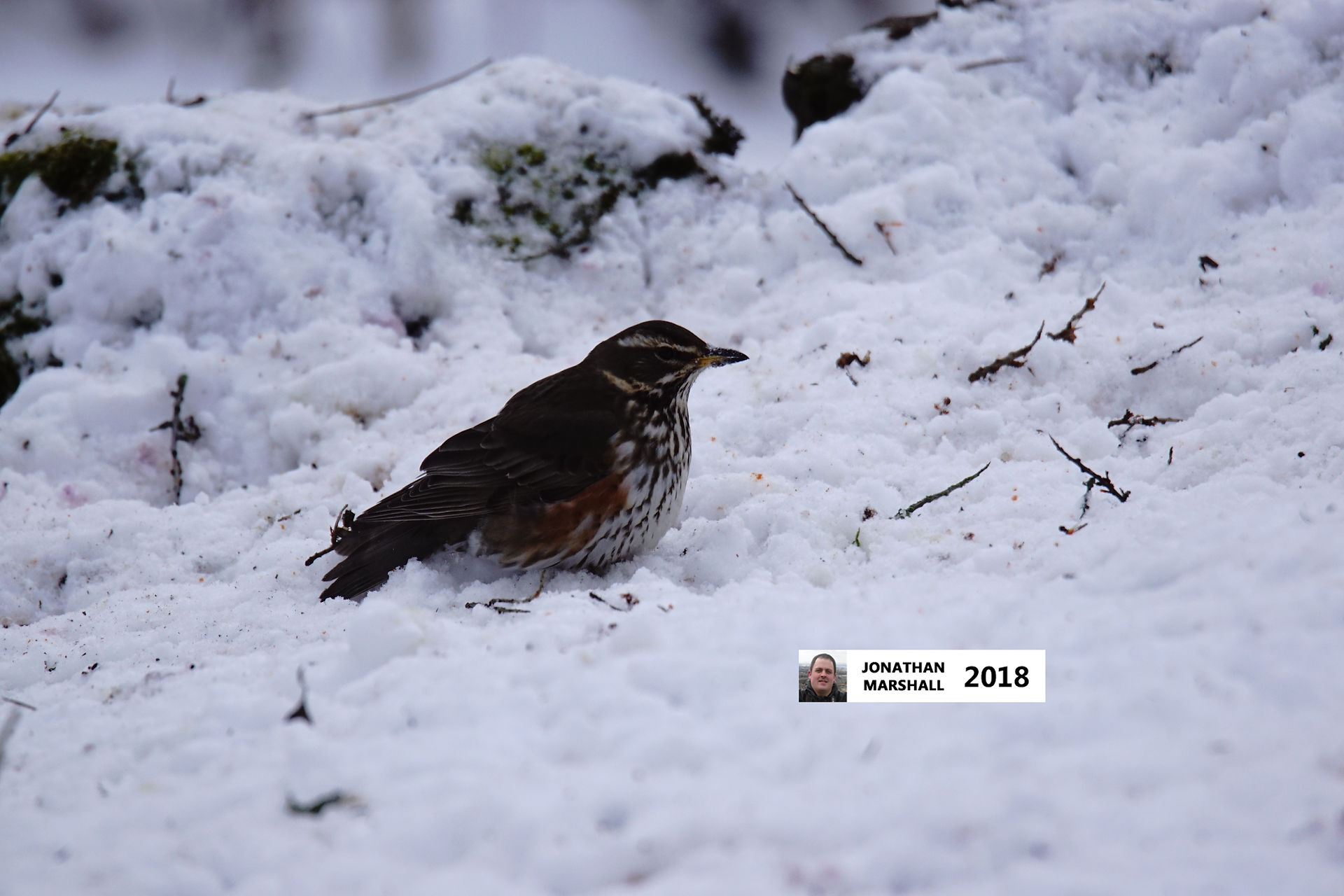 Redwing