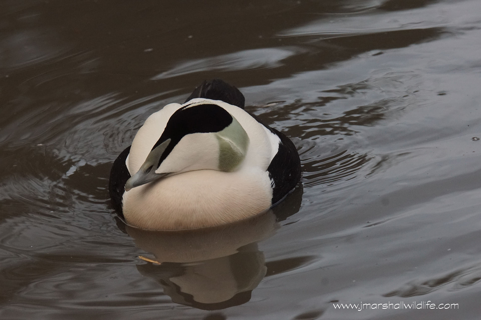 Eider Duck (Male)