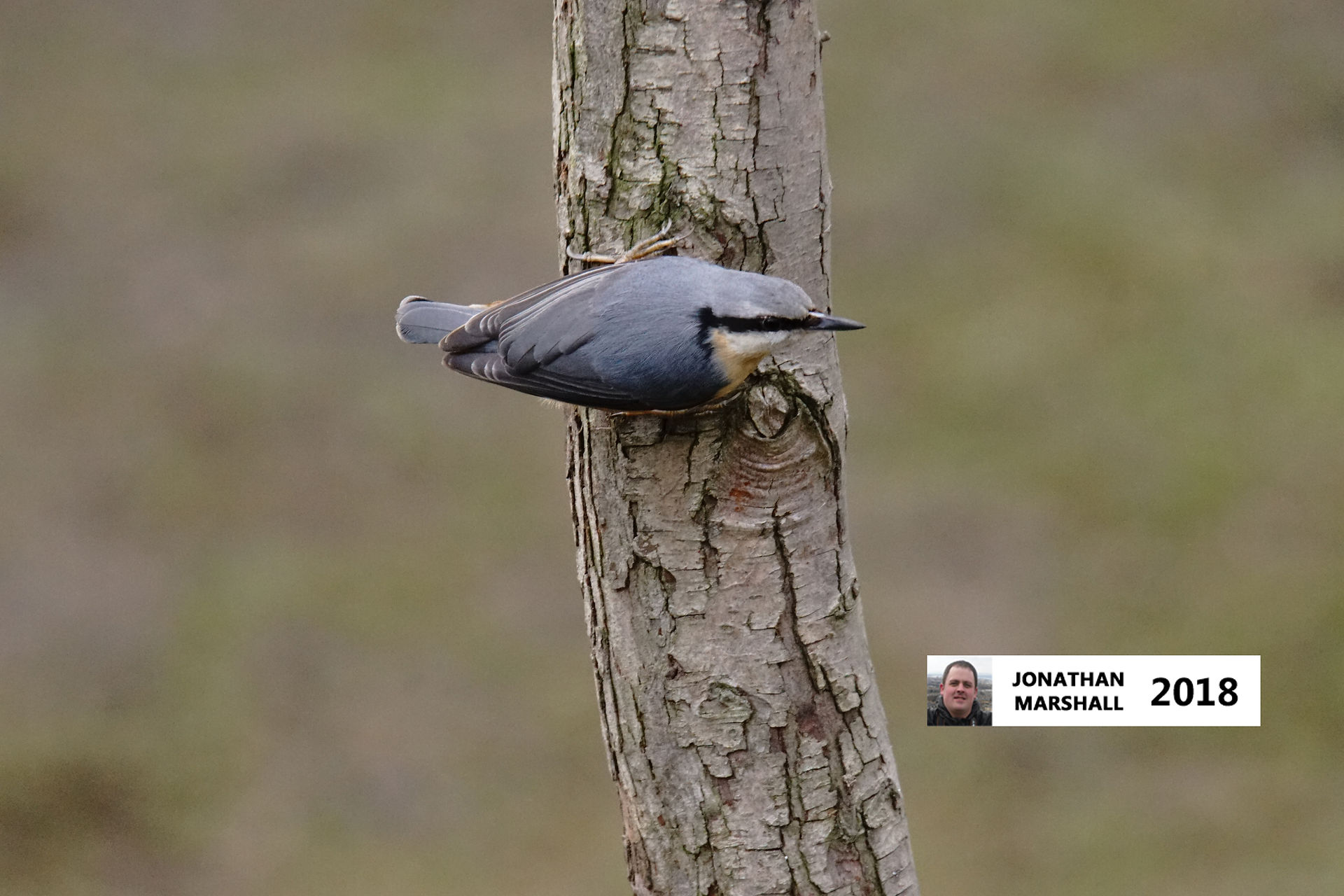 Nuthatch