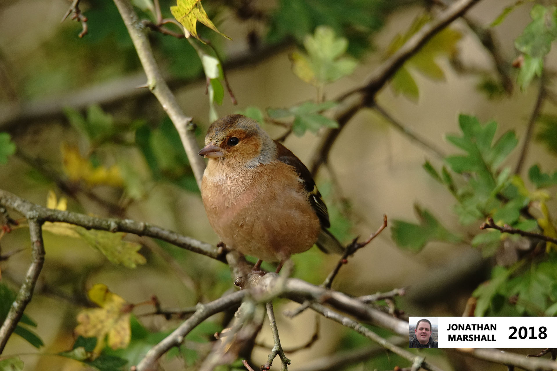 Chaffinch