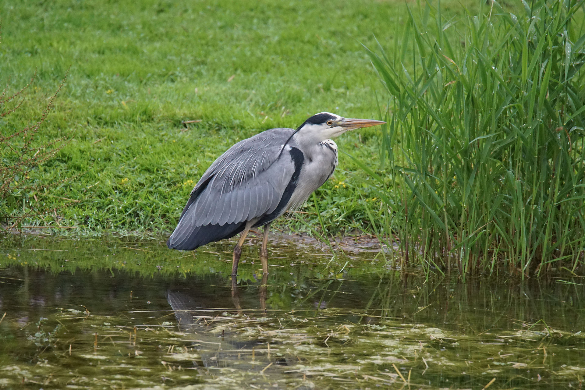 Grey Heron