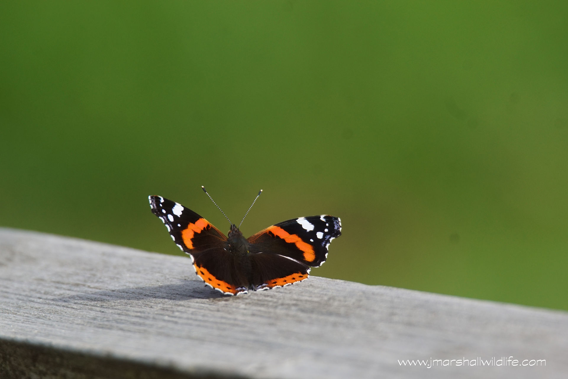 RED ADMIRAL 2